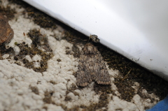 Protorthodes alfkenii