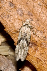 Stenolechia gemmella