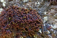 Andreaea