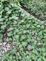 Houttuynia cordata