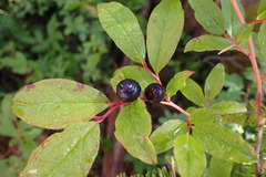 Vaccinium membranaceum