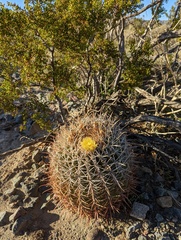 Ferocactus cylindraceus