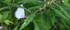 Celastrina