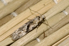 Stenolechia gemmella