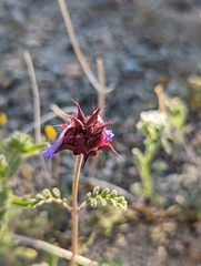 Salvia columbariae