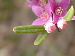 Boronia glabra