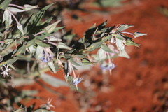 Trichodesma zeylanicum