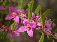 Boronia glabra