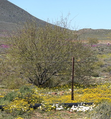 Prosopis glandulosa