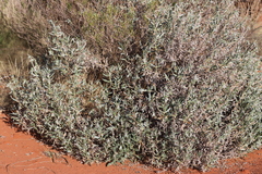 Trichodesma zeylanicum