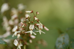 Derris fordii