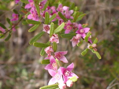 Boronia glabra