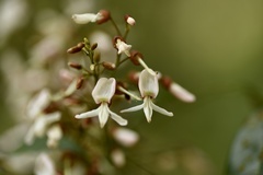 Derris fordii