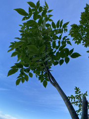 Fraxinus uhdei