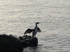 Gulosus aristotelis desmarestii