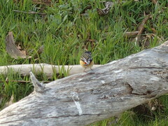 Pardalotus punctatus