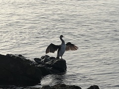 Gulosus aristotelis desmarestii