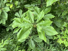 Magnolia