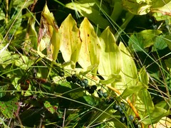 Polygonatum