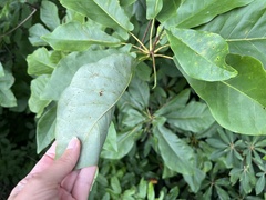 Magnolia