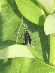 Epicauta cinerea-group