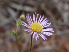 Brachyscome ciliaris