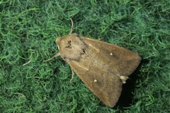 Mythimna albipuncta