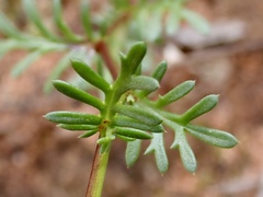 Brachyscome ciliaris