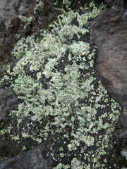 Cladonia pyxidata