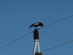 Corvus capensis