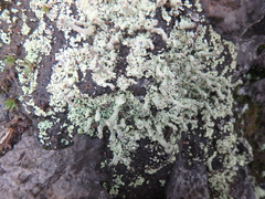 Cladonia pyxidata