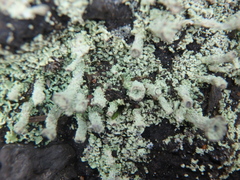 Cladonia pyxidata