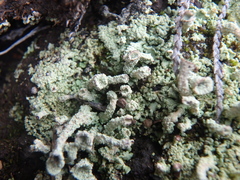 Cladonia pyxidata