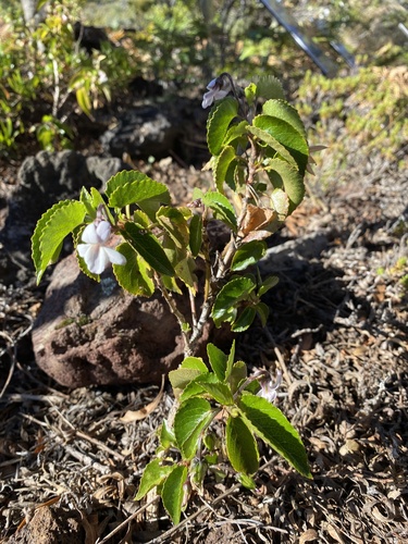 Viola tracheliifolia observed 2022-08-17