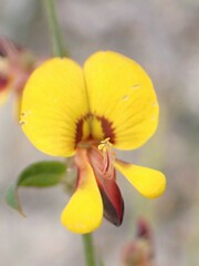 Bossiaea stephensonii
