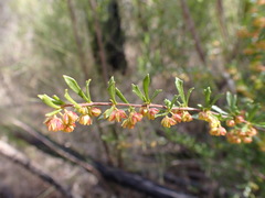 Dodonaea peduncularis