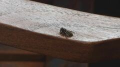Dolichovespula arenaria
