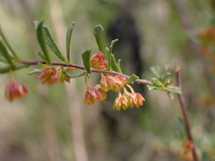 Dodonaea peduncularis