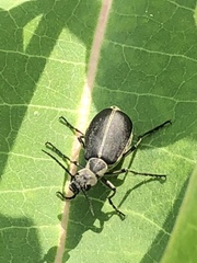 Epicauta cinerea-group