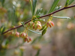 Dodonaea peduncularis