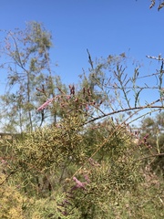 Tamarix usneoides