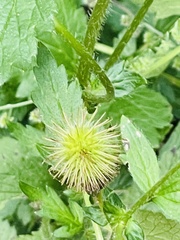 Colurieae