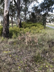 Choretrum glomeratum chrysanthum