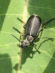 Epicauta cinerea-group