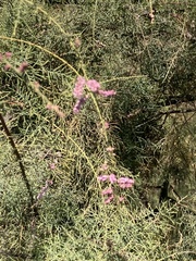 Tamarix usneoides