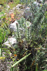 Crassula tomentosa