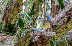 Sericornis frontalis