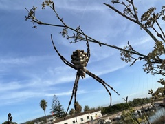 Argiope lobata