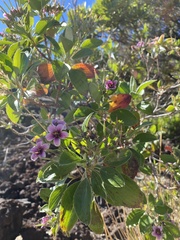Geranium multiflorum