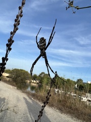Argiope lobata